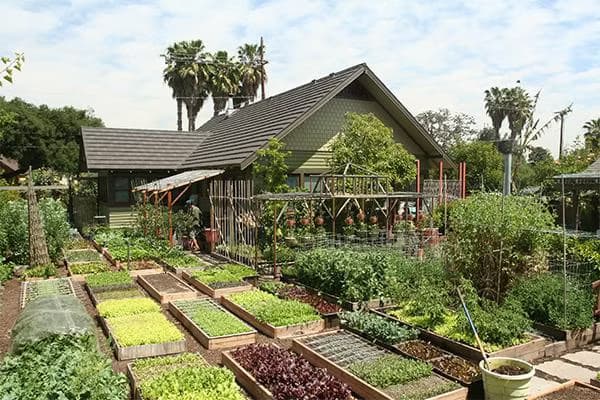 Productive permaculture planting beds in an established Fife garden