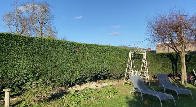 Neatly trimmed hedge revealing open garden space